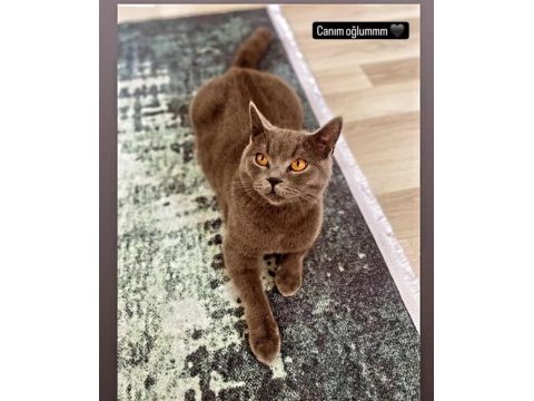 British shorthair kedim