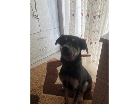 Köpeğimizi acil sahiplendiriyoruz