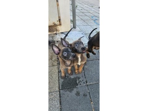 Belçika malinois