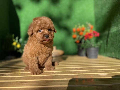 Poodle referans yavrumuz