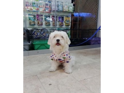 Maltese terrier köpeği