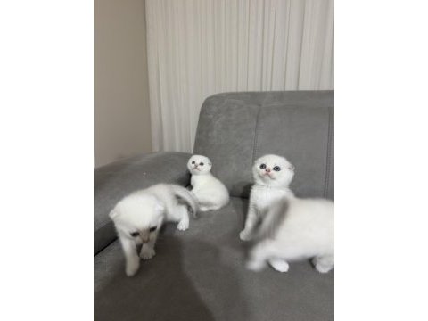 Scottish fold yavru