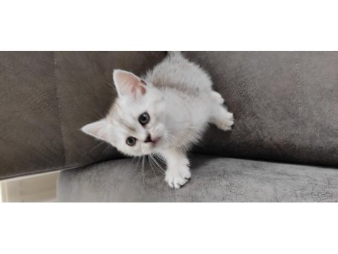 2 aylık british shorthair dişi