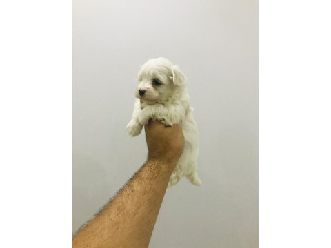 Kore anne baba maltese garantili yavrular