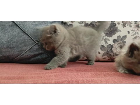 British shorthair yavrularımız