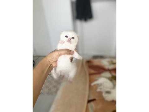 Safkan british shorthair kedimiz