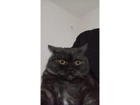 Yakışıklı kedimize gelin arıyoruz