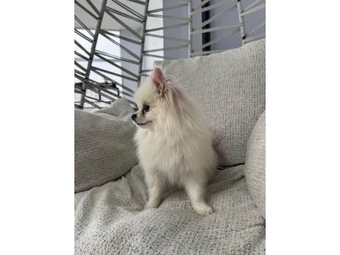 Pomeranian boo dişi 1,5 yaşında