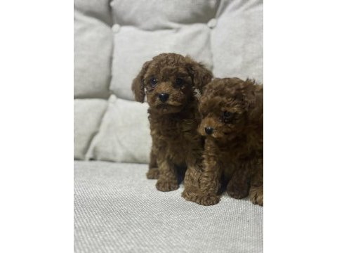 Sevimli poodle yavrular 