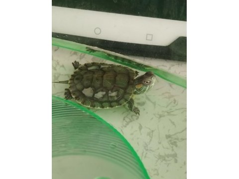Bebek su kaplumbağası