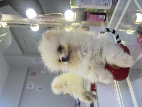 Micro boy pomeranian boo