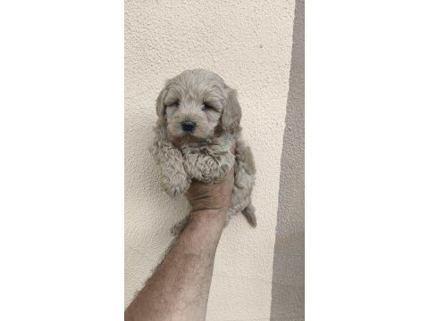 Maltipoo yavrular
