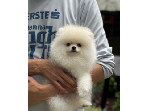 Saf 3 aylık yavru pomeranian beyaz