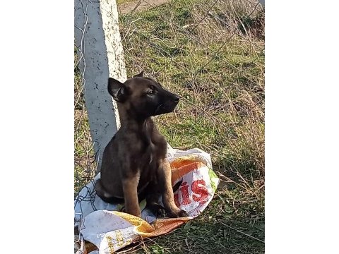 Geleni üzmem orjinal safkan belçika kurdu
