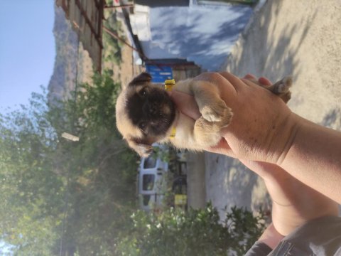 1 dişi ve 1 erkek pekinez