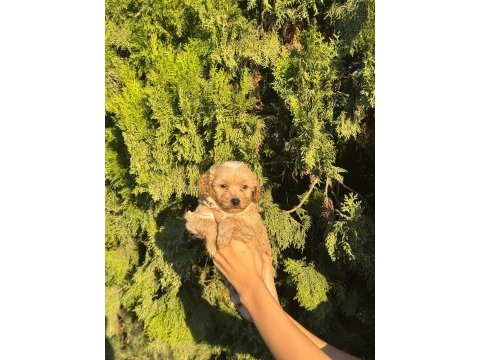 Oyuncu ve sevimli maltipoo