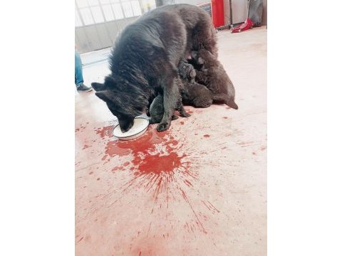Solid black siyah alman çoban köpeği üst düzey bir yavru