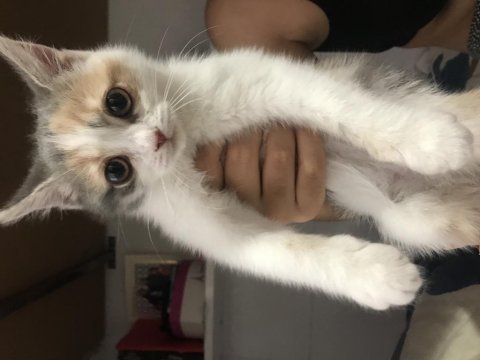 Chinchilla tekir melezi