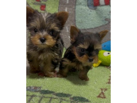 Egzotik yorkshire terrier merle desen