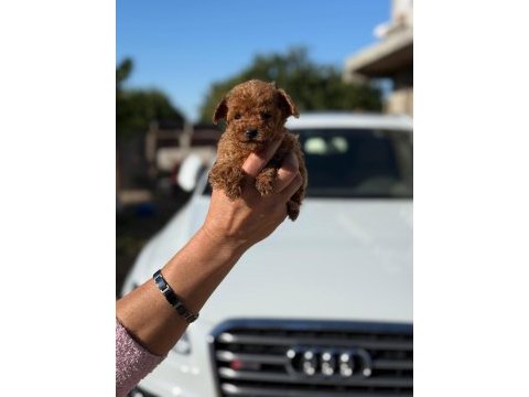 Büyümeyen aşılı wc eğitimli premıum toy poodle