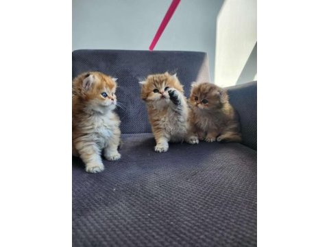 Safkan british longhair yavrular