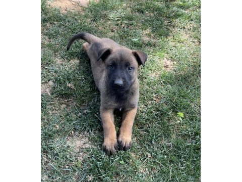 İrkinin en iyi belçika kurtları (malinois)
