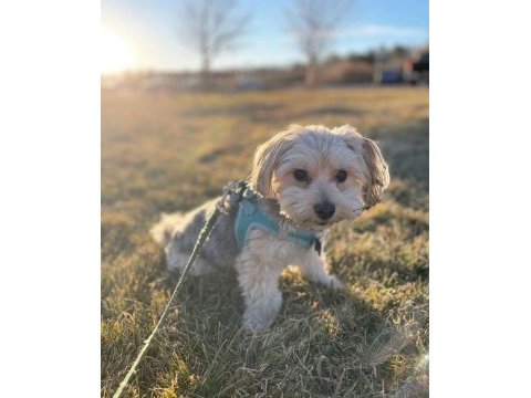 Morkie eğitimi havlama huyu yok