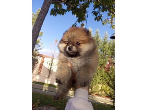 Ayı surat pomeranian 60 günlük