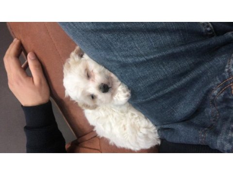 Maltipoo bebekler
