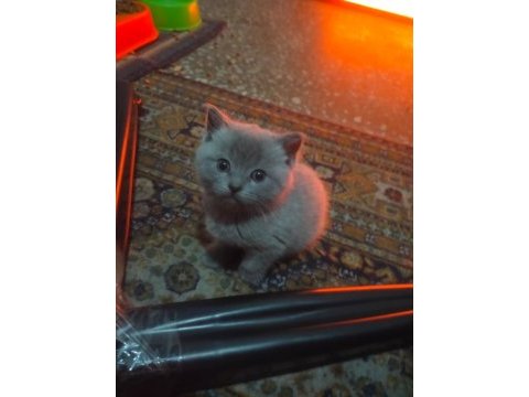 British shorthair 3 yavrumuza yeni sahip