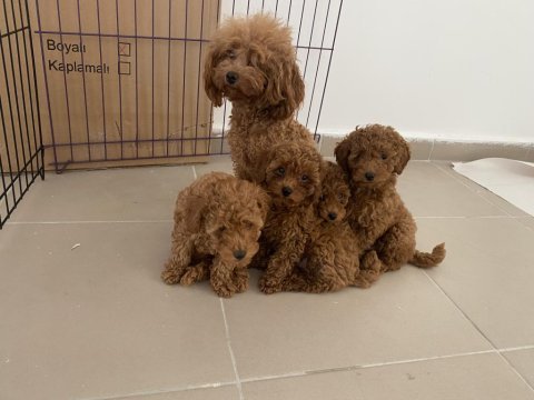 Profesyonel ruhsatlı çifrlikden toy poodle yavrular