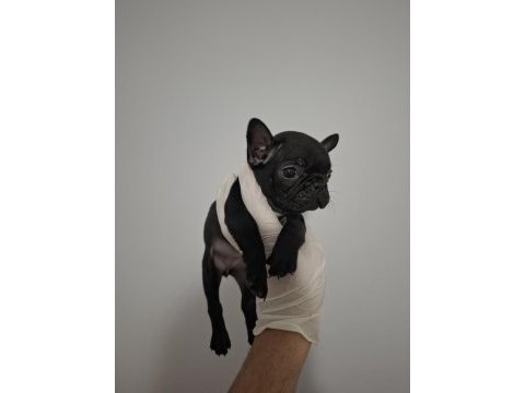 Üst kalite dişi french bulldog yavrumuz