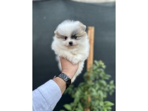 Sağlık ve ırk garantili pomeranian yavrumuz
