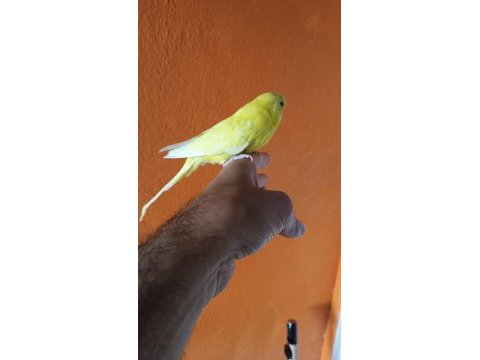 Erkek muhabbet kuşu