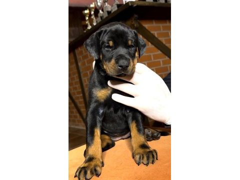 Dev gibi europen doberman yavrular