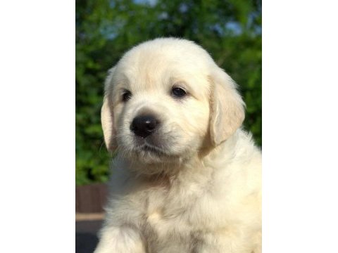 Golden retriever yavrular için ulaşabilirsiniz