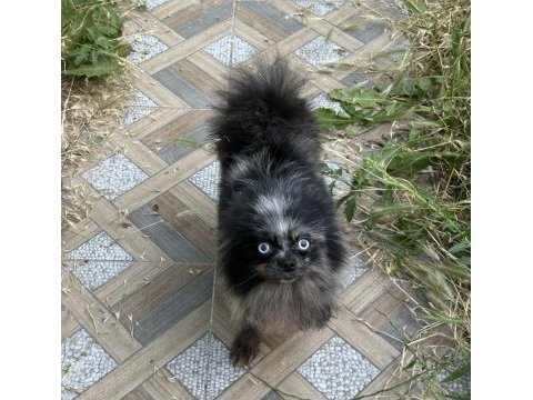 Pomeranian mavi gözlü