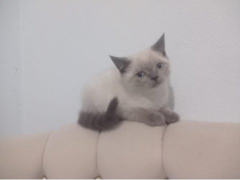 Kaliteli tatlı british shorthair yavrular