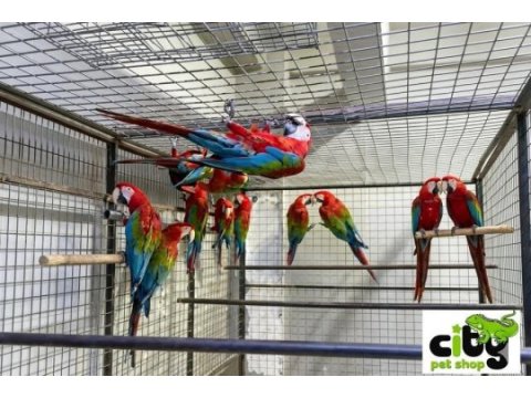 Çipli belgeli sarı ve kırmızı macawlar
