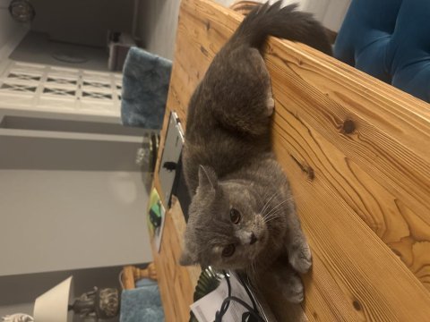 Ücretsiz british shorthair kedisi
