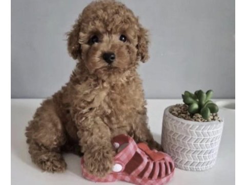 Toy poodle köpeği