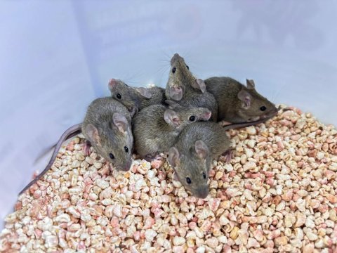 Wild mice