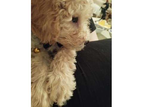 2 aylık toy poodle her şeyi ile vereceğim