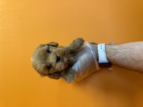 Gerçek maltipoo bebeklerimiz
