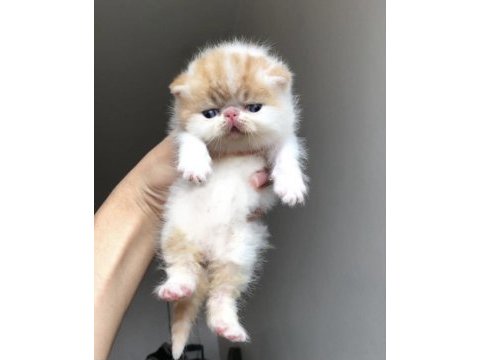Dünyanın en nadir ırkı snoopy exotic shorthair