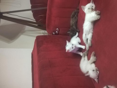 Sağlıklı kedimiz