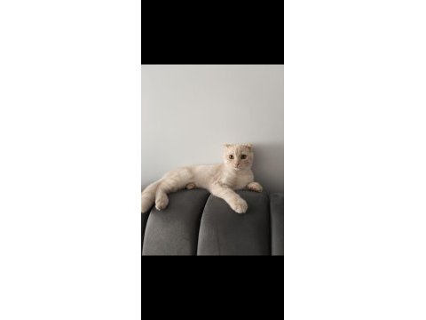 Scottish fold kedimizi sahiplendiriyoruz