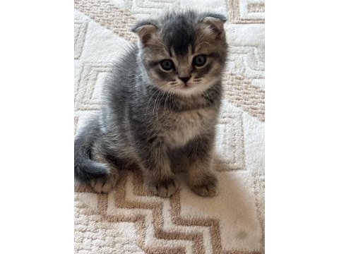 35 günlük sağlıklı erkek scottish fold bebişler