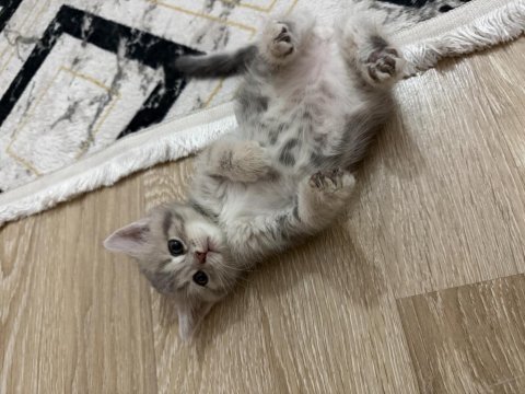 Bakımlı cins kediler