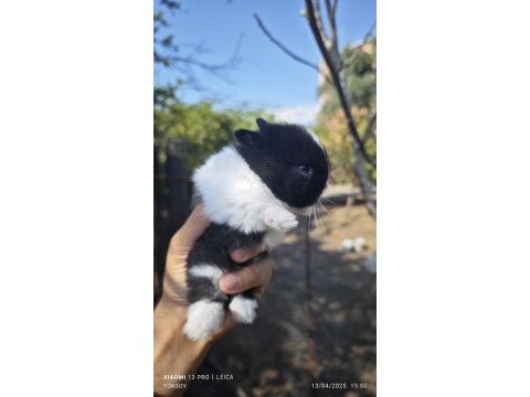 Cüce tavşan yavruları